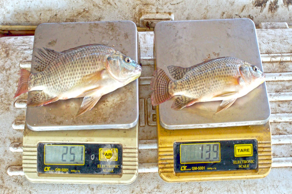 improved Nile tilapia. Photo by Gamal ElNagga… Flickr