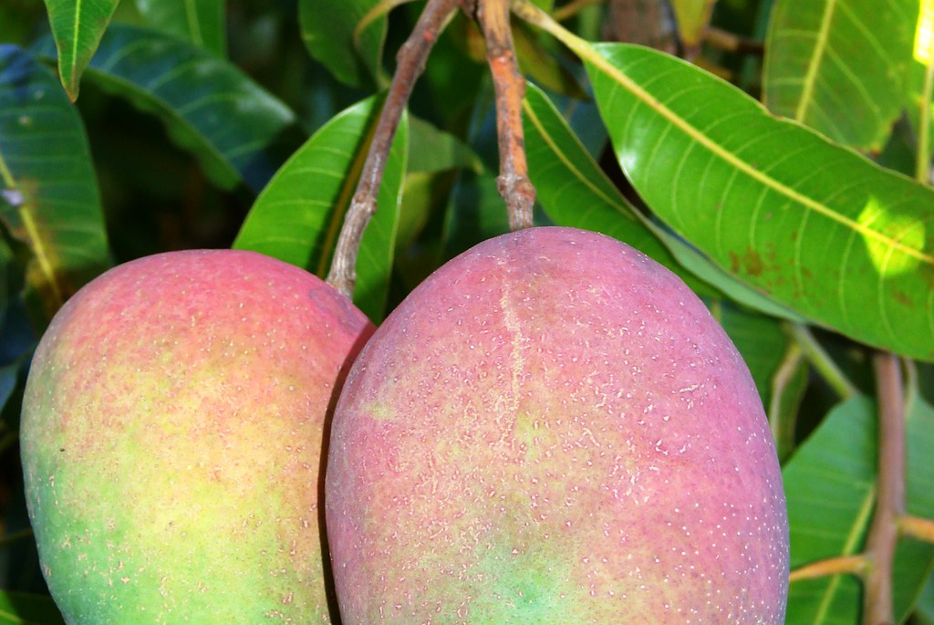 Mangifera indica2 treesforcities_pro Flickr