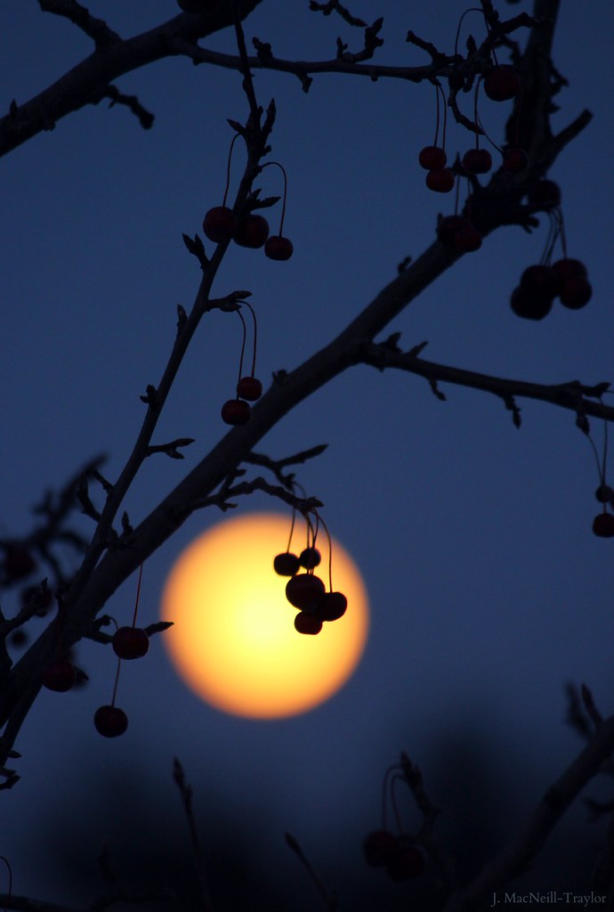 moon berries tonights full moon Jennifer MacNeill Flickr