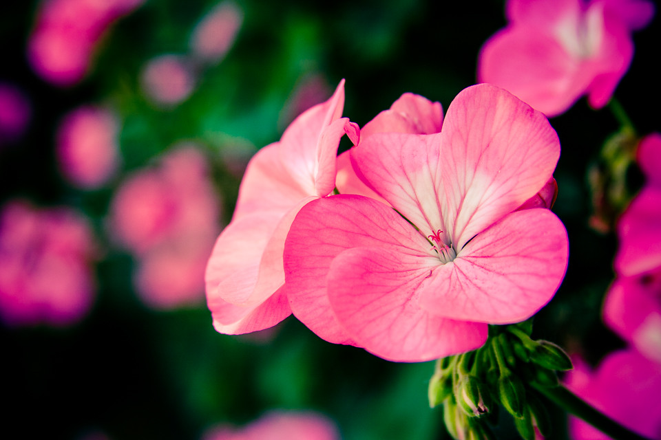 Flower of Love "Love is the answer, and you know that for … Flickr