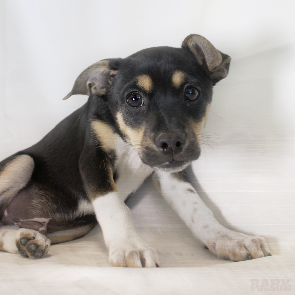 Larry, the 10-week Chihuahua / Hiller mix was Larry