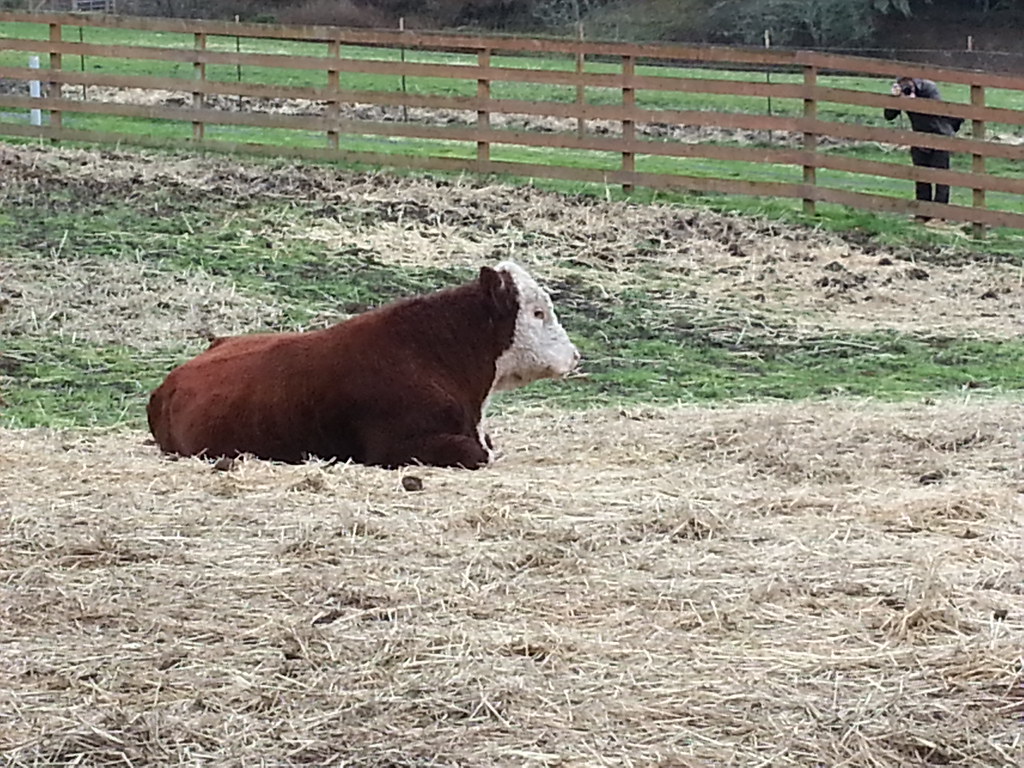 Left Coast Grassfed/Tom Kat Ranch Flickr