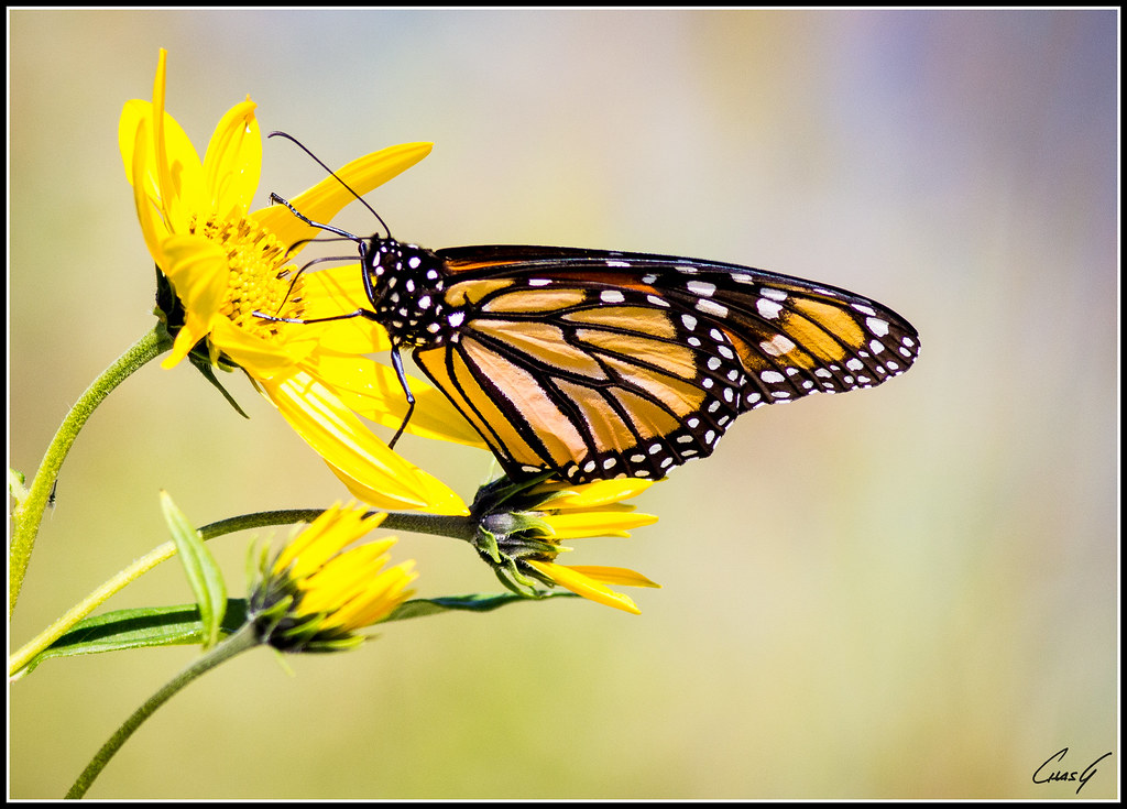 Monarch Butterfly Killdeer Plains, Upper Sandusky, Ohio Chas G Flickr