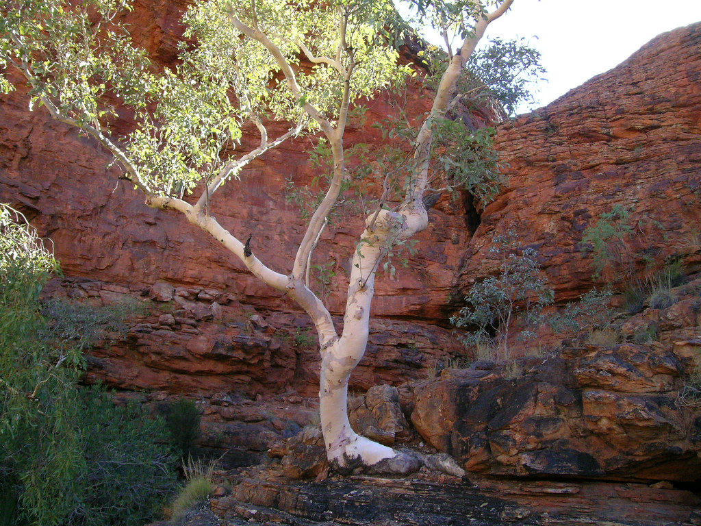 Gum Tree (Australia Watarrka NP Kings Canyon) ledval Flickr