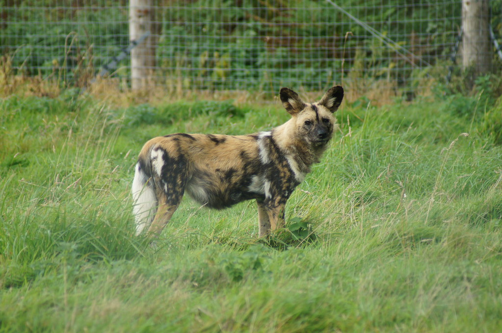 Painted Hunting Dog Once called the African Wild Dog, thei… Flickr