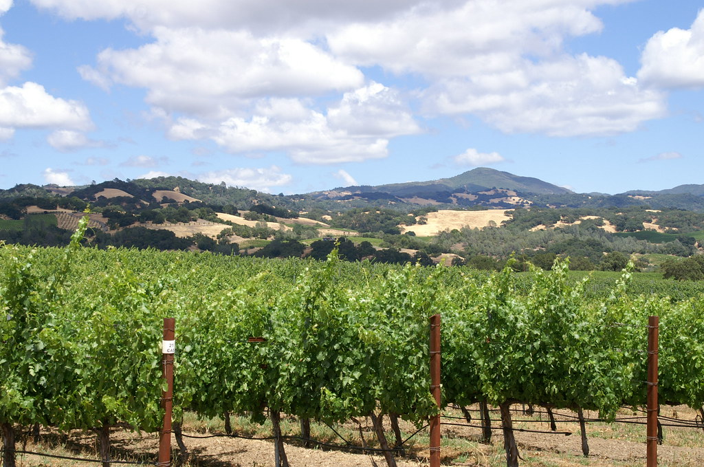 Summer Vineyards in Cloverdale, CA KONICA MINOLTA DIGITAL … Flickr