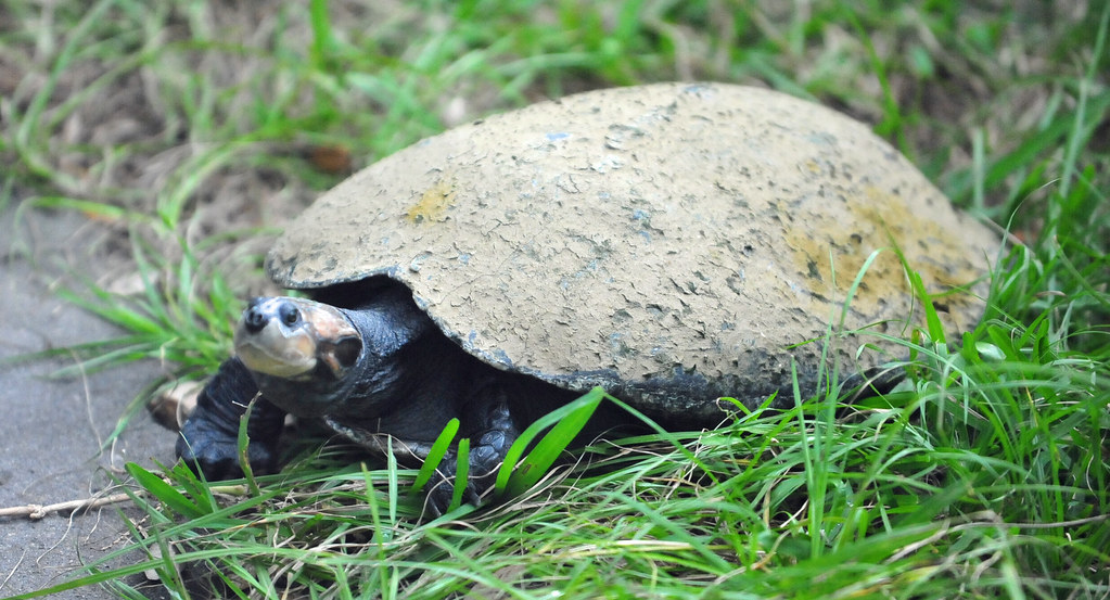 Yellowspotted Amazon River Turtle (Podocnemis unifilis