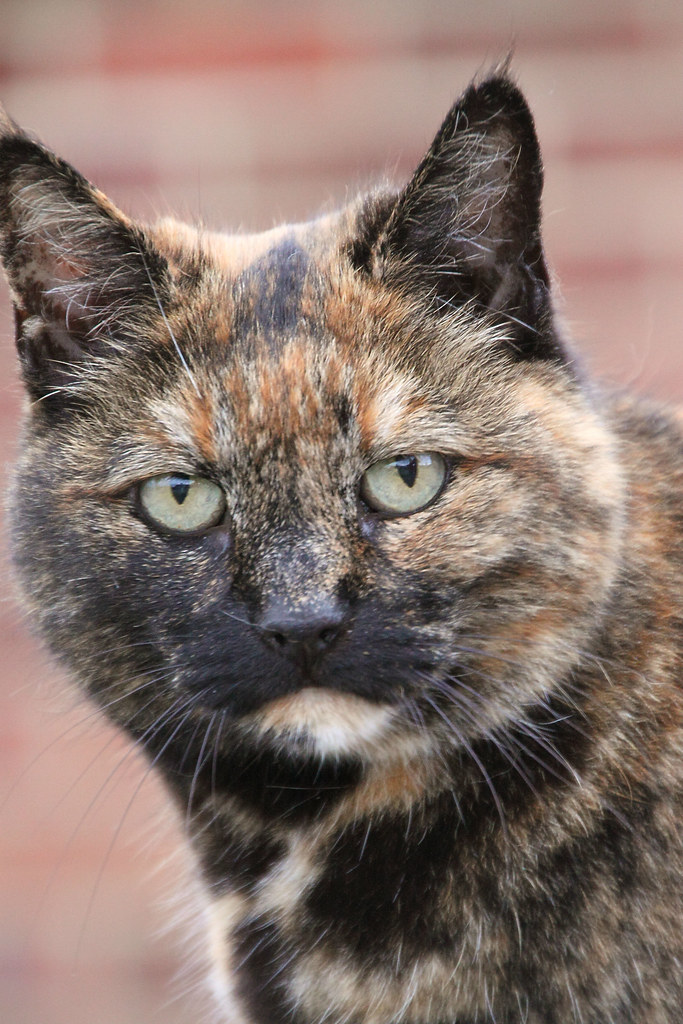 Local cat Very friendly local cat. Ian Press Flickr