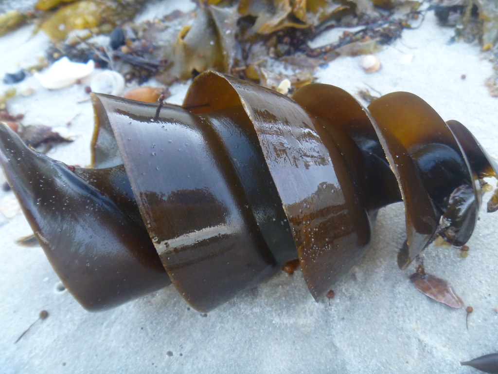 Port Jackson shark egg I did take a lot of photos of these… Flickr