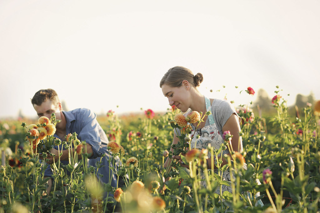 Harvesting Dahlias Floret Flower Farm Erin and Chris Ben… Flickr
