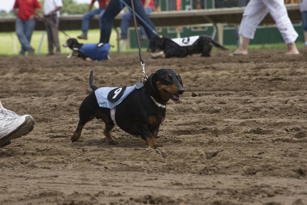 IMG_6373 Canterbury Wiener Dog Races 2012 Long Dog