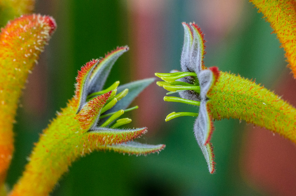 Kangaroo Paw 'Tequila Sunrise' emmoff Flickr
