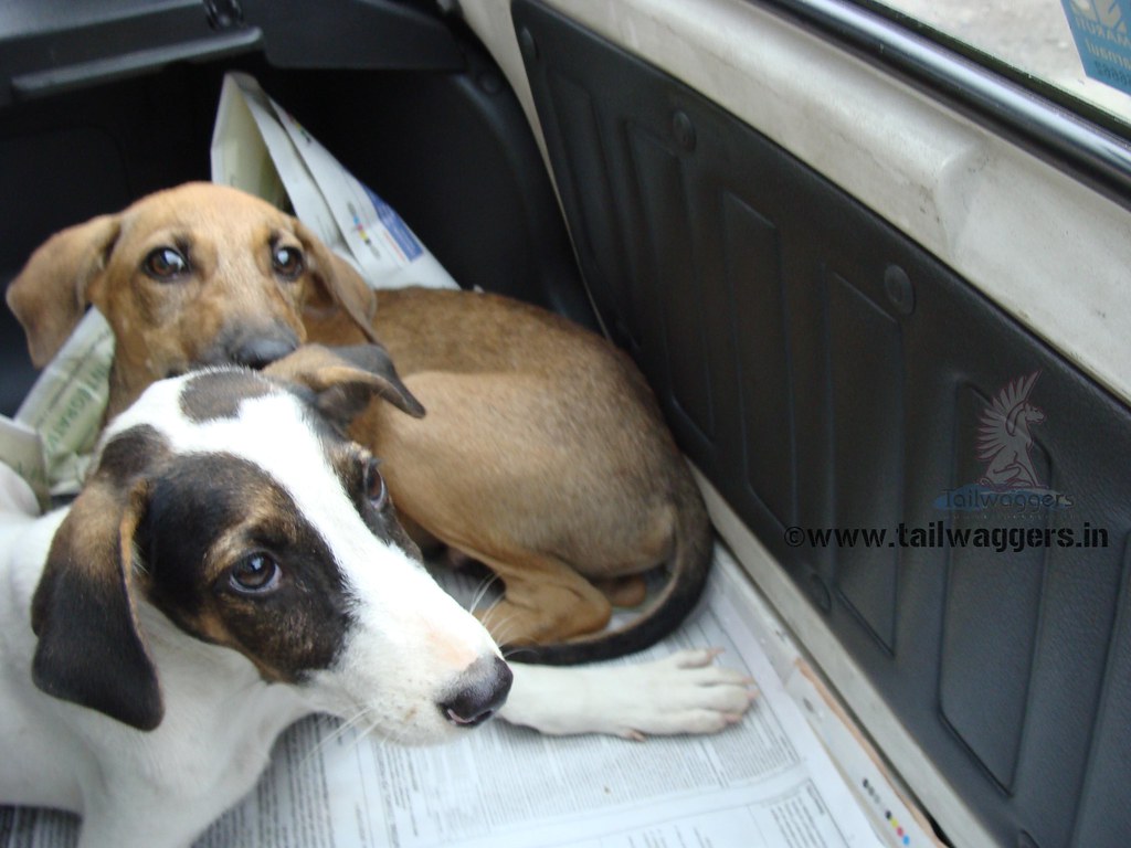 Tailwaggers whity & Browny Tail Waggers Flickr