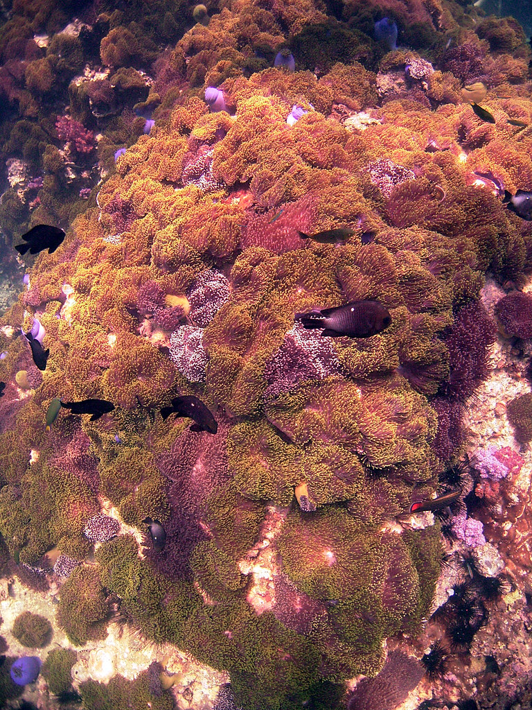 A carpet of sea anemones Anemone Reef, Phuket jd1001 Flickr