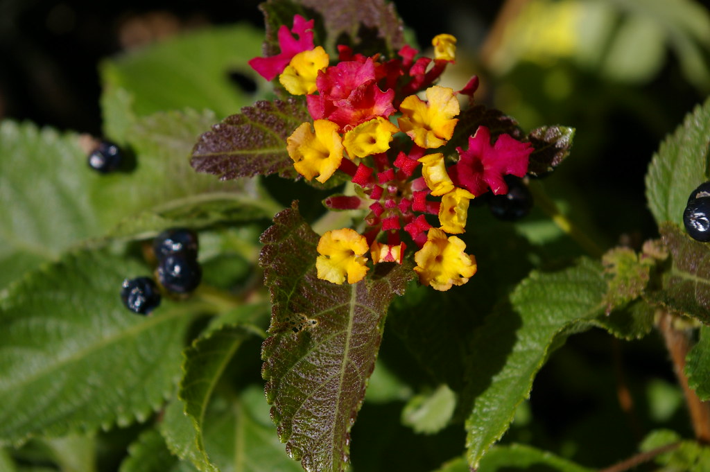121027, small berries with red & yellow flowers 10/27/2012… Flickr