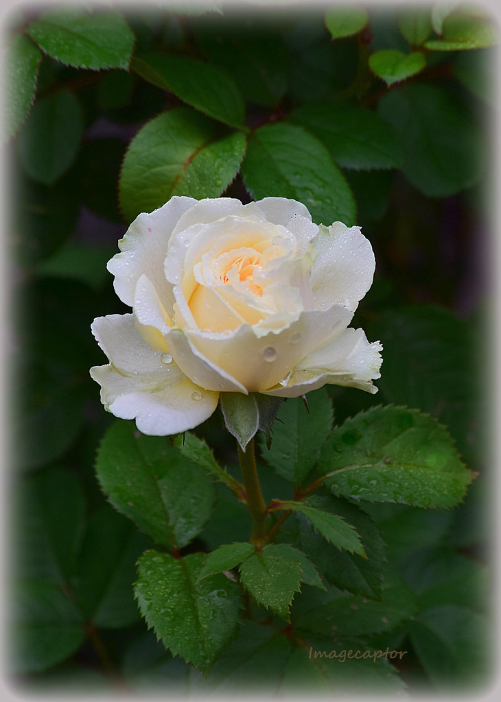 Kordana Rose Imagecaptor Flickr
