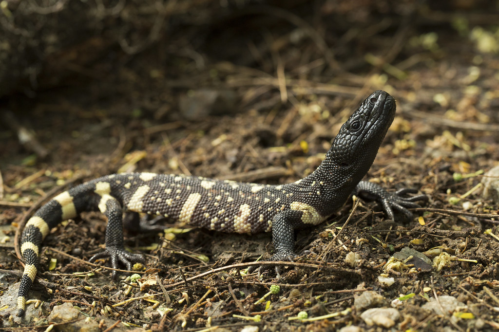 Beaded Lizards Care Sheet Reptiles' Cove