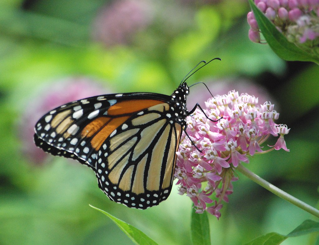 Monarch butterfly on swamp milkweed A monarch butterfly si… Flickr