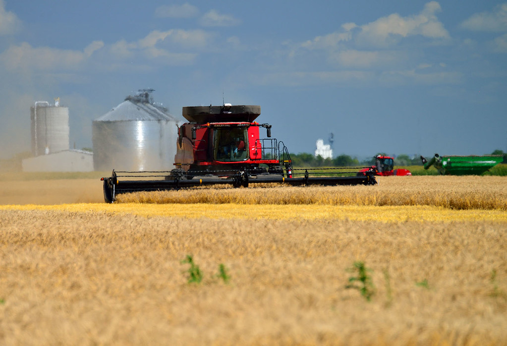 GrotonWheat3m Groton, SD In the background is the medium s… Flickr