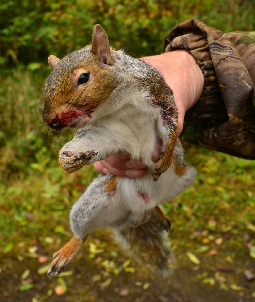 Enemy At The Gates A young adult male grey squirrel, shot … Flickr