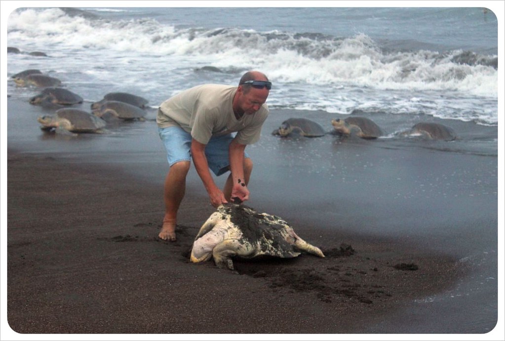 helping a turtle turn over globetrottergirls Flickr