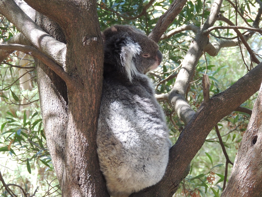 Nature Preserve near Melbourne Australia Bret7 Flickr