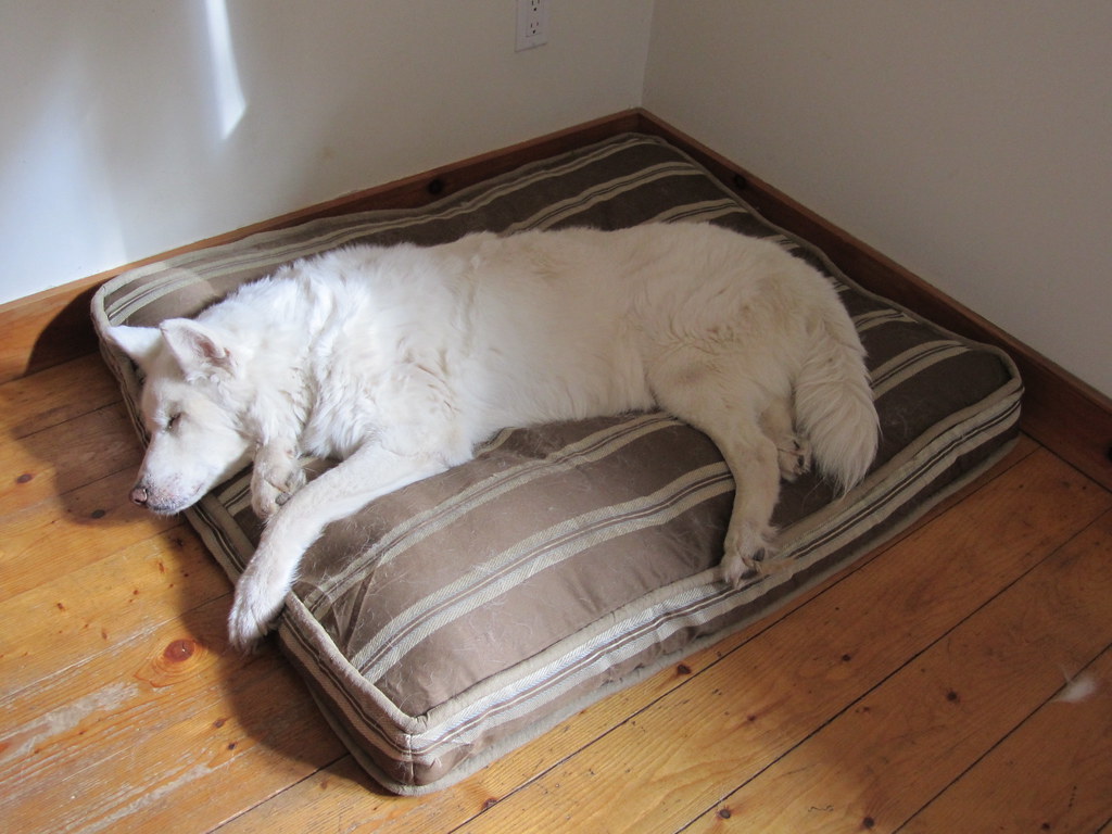 old Ariel Finally figured out how the dog bed works. Erin Patterson