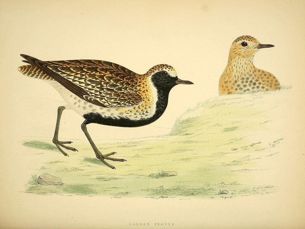 n147_w1150 British game birds and wildfowl /. London Groo… Flickr