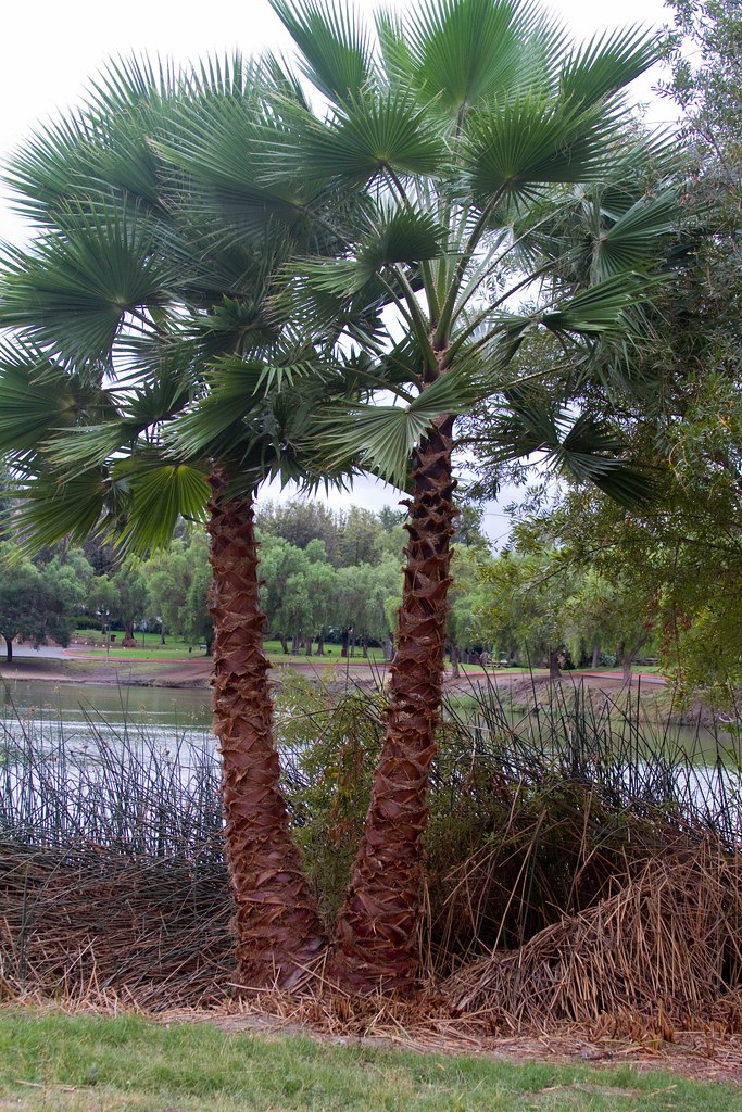 Mexican Fan Palm Mexican Fan Palm San Diego County, Califo… Flickr