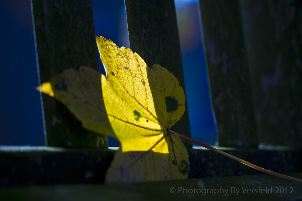 Autumn sunrise leaf Part of my reflective walk in the ceme… Flickr