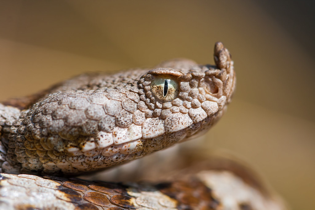 Nose horned viper Vipera ammodytes / Poskok FYR Macedoni