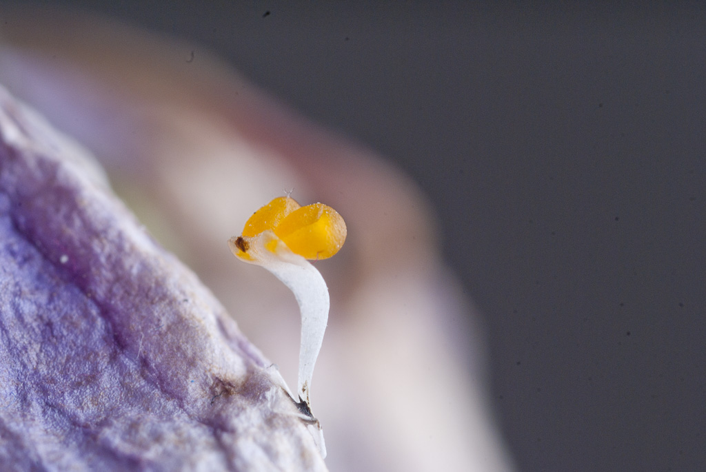 orchid pollen orchid pollen on a dead orchid leaf, ceci n'… Flickr