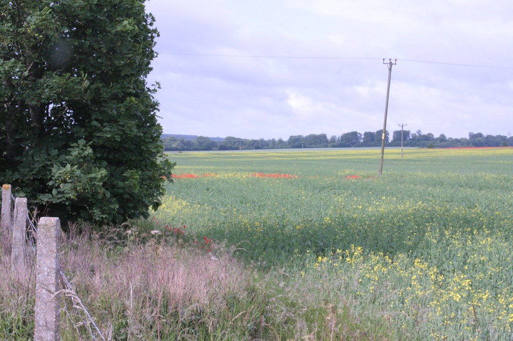 2462012 Roman rd Basingstoke Unprocessed photos Colin Puddephatt