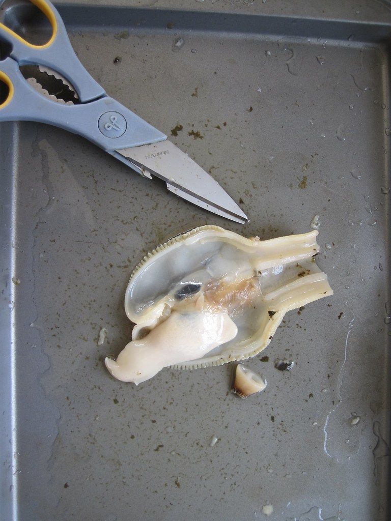 Razor clam anatomy lesson Brooks Crockett Flickr