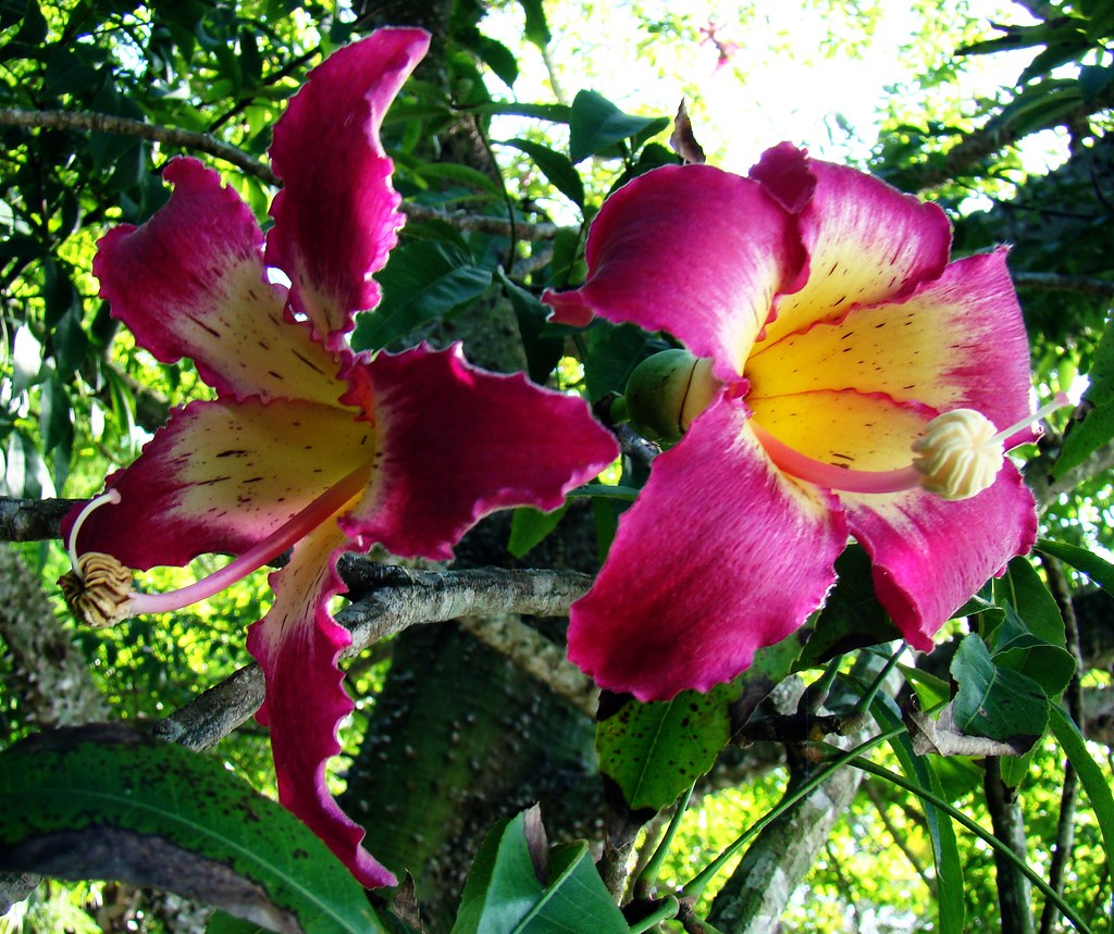 Silk Floss 5 FLOWER PINK This tree belongs to the same f… Flickr