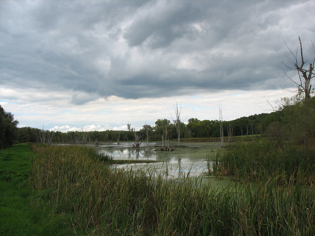 Conesus Lake Inlet Rat Pfink Flickr