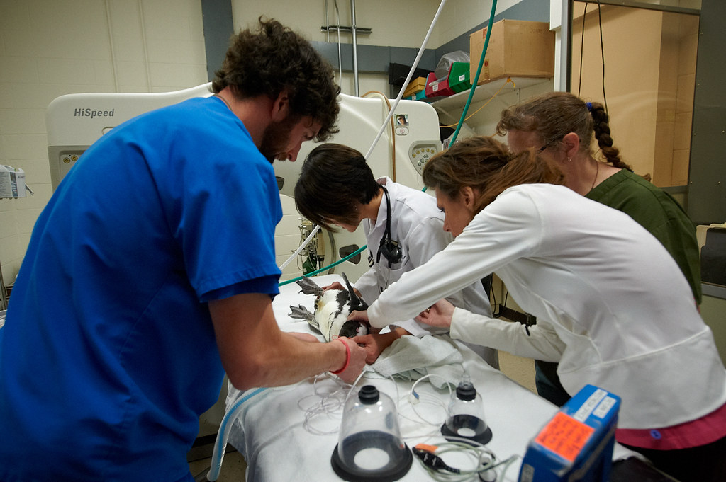 Wisconsin School of Veterinary MedicineU.W. Madison, WI… Flickr