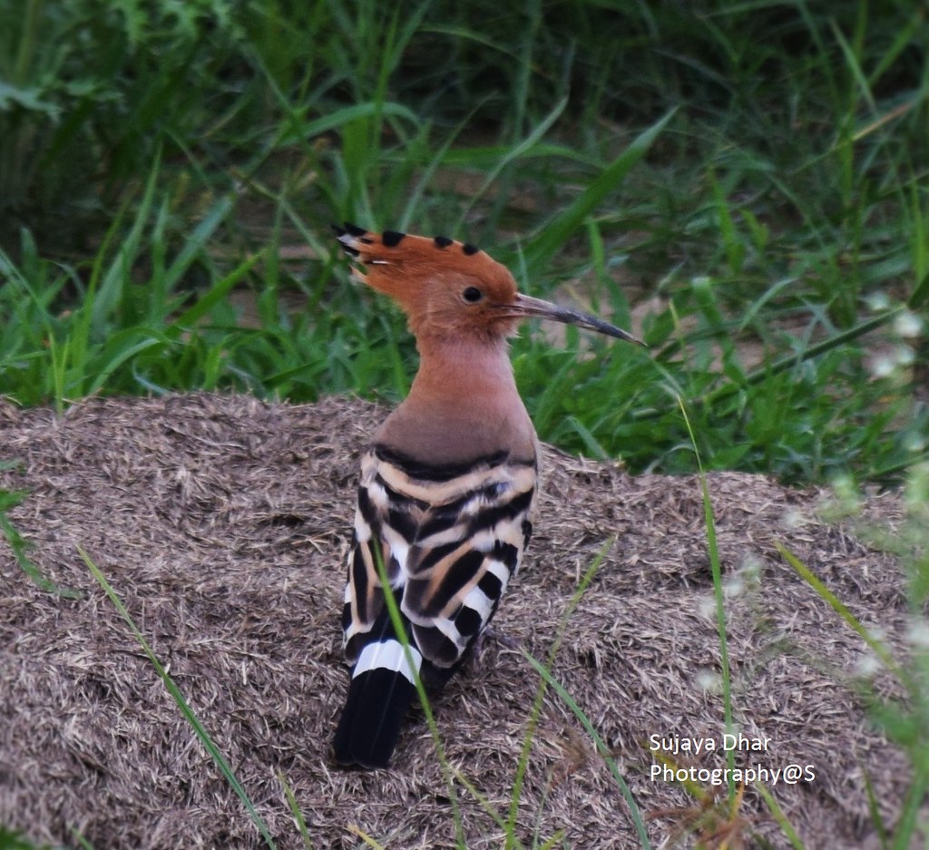 Hoopoe The hoopoe is a colourful bird found across AfroEu… Flickr
