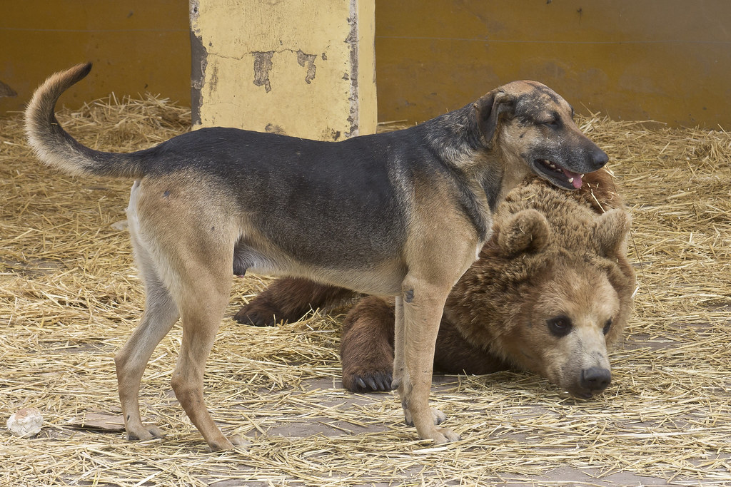 Dog and Grizzly bear are friends !!!!! Alex Flickr