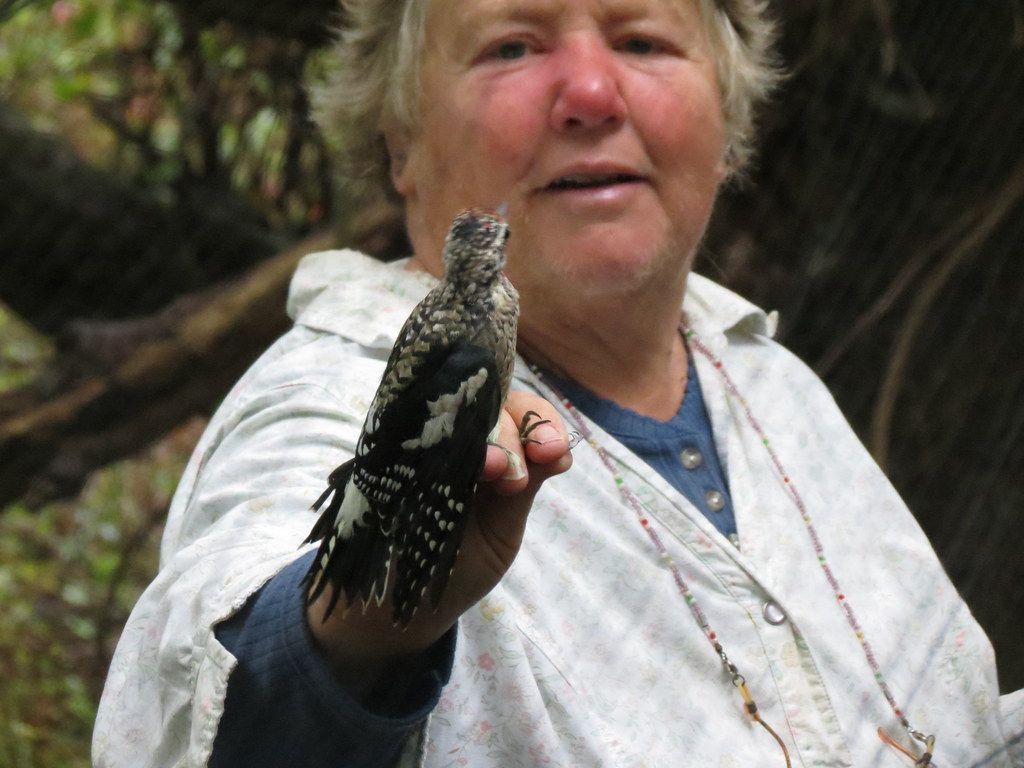 Block Island Birding 2012 Flickr
