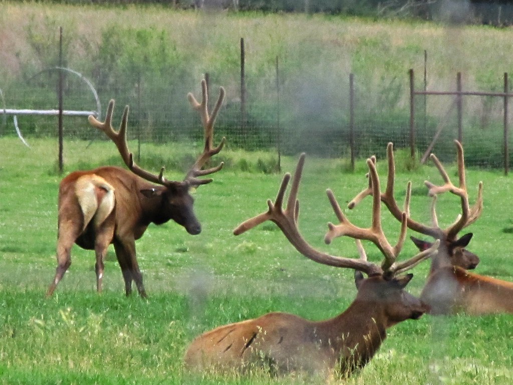 Elk farm through the fence (2 of 4) When I see elk on a me… Flickr