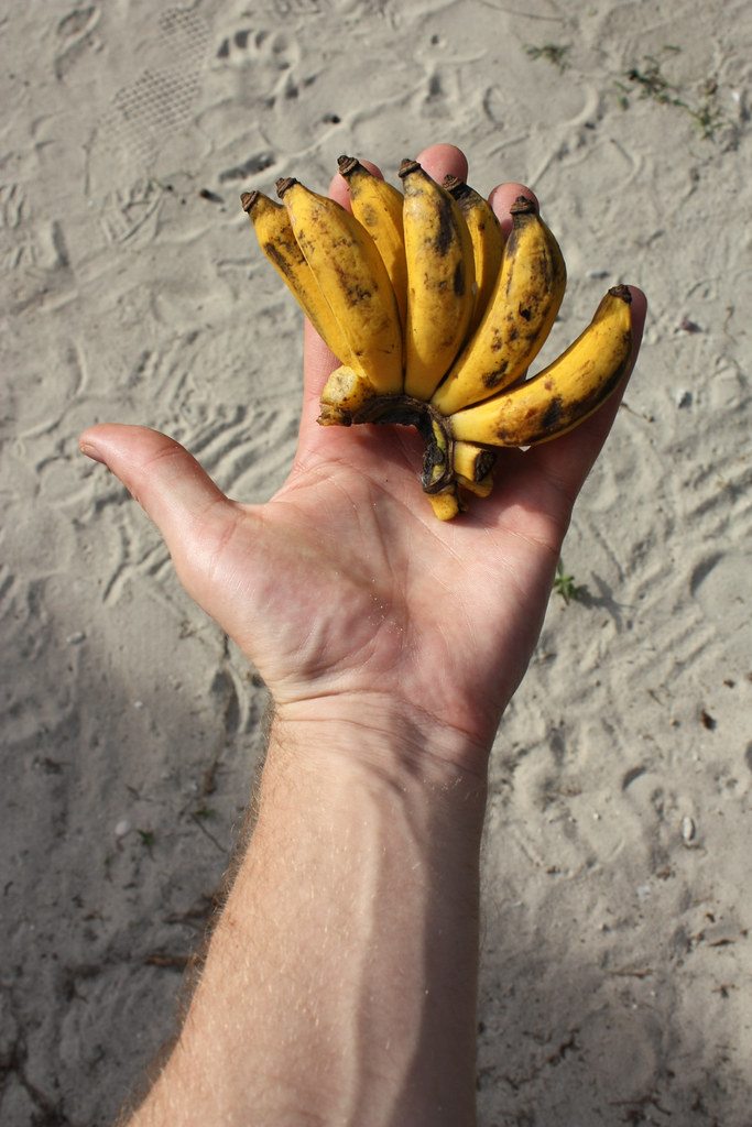 Lady Finger Bananas Bananas no bigger than fingers are com… Flickr