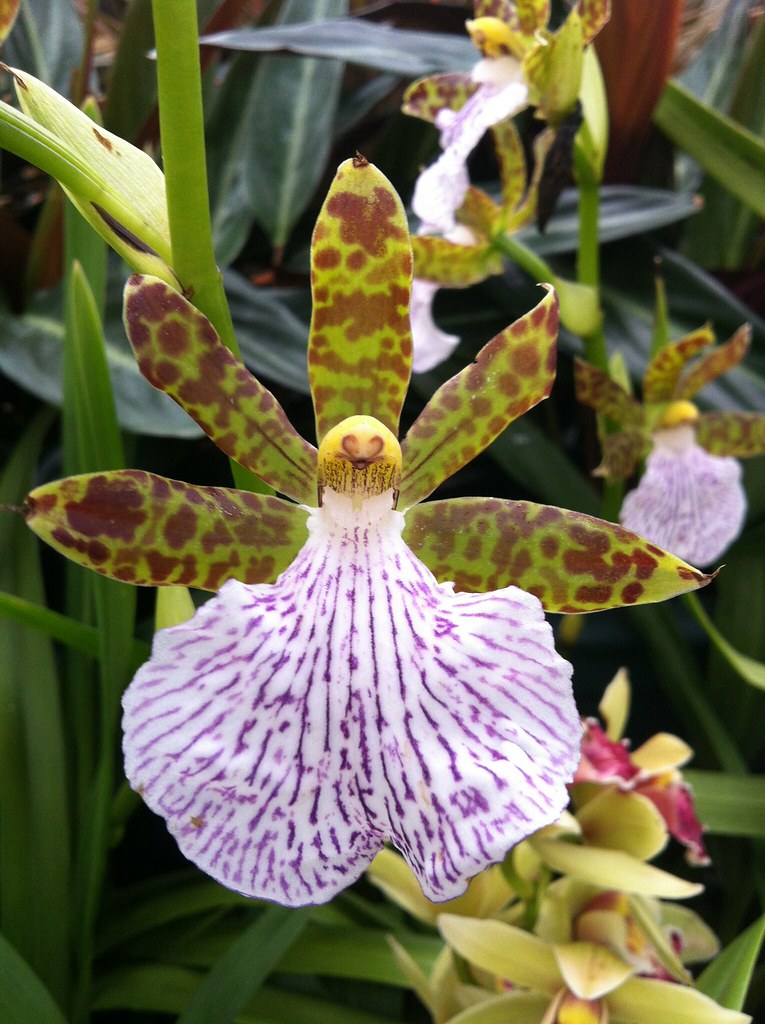 Orchid at Royal Tasmanian Botanical Gardens '12. Joe Kocharunchitt