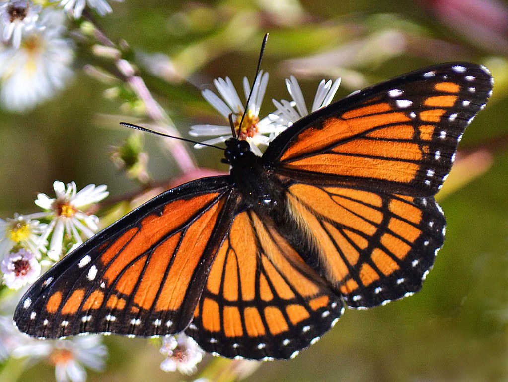 Looks like a Monarch Butterfly, right? Actually, it's a Vi… Flickr