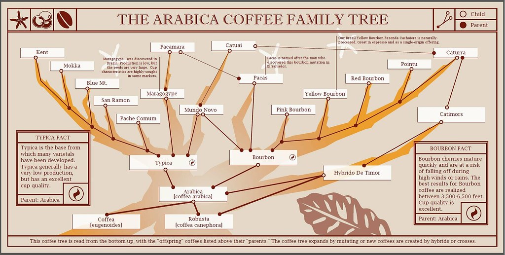 The Arabica Coffee Family Tree 阿拉比卡咖啡品種 No5 Flickr