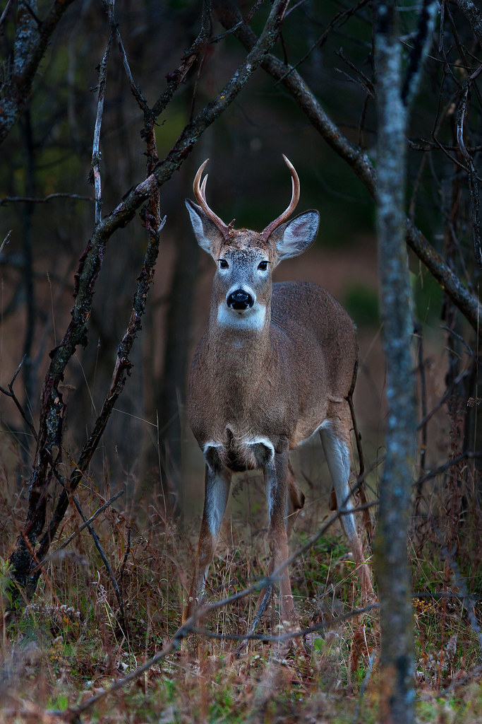 Little Buck White tailed deer, Ottawa, Ontario The white… Flickr