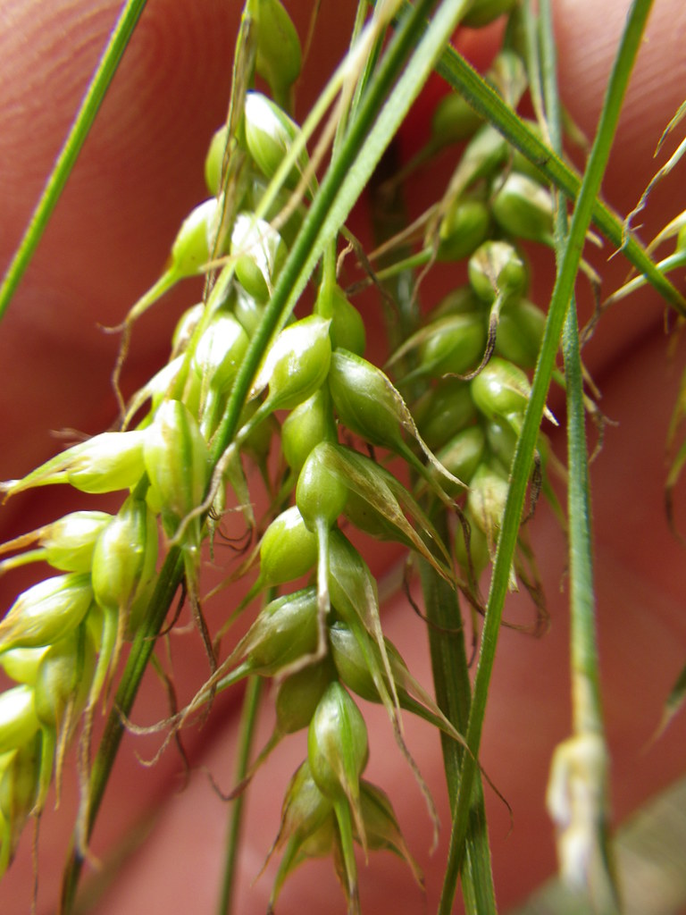 Carex sprengelii Carex sprengelii is very common along the… Flickr
