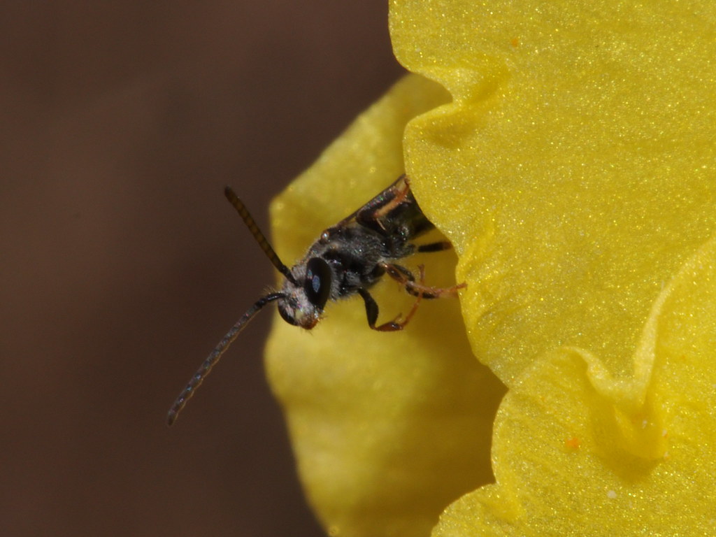 Native New Zealand Bee Native New Zealand Bee Subgenus Las… Flickr