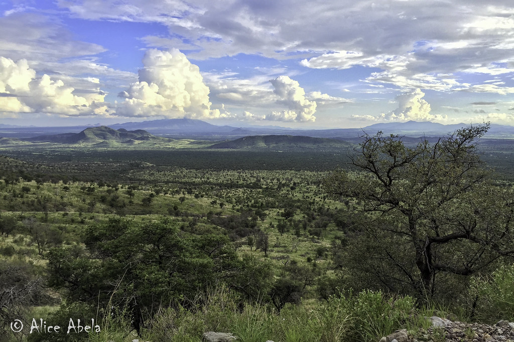 Habitat Montezuma Canyon Road, Cochise County, Arizona Alice Abela Flickr