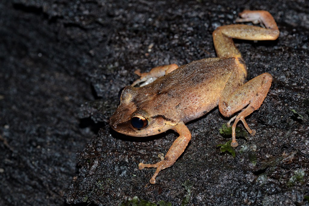 Eleutherodactylus martinicensis Martinique robber frog in … Flickr
